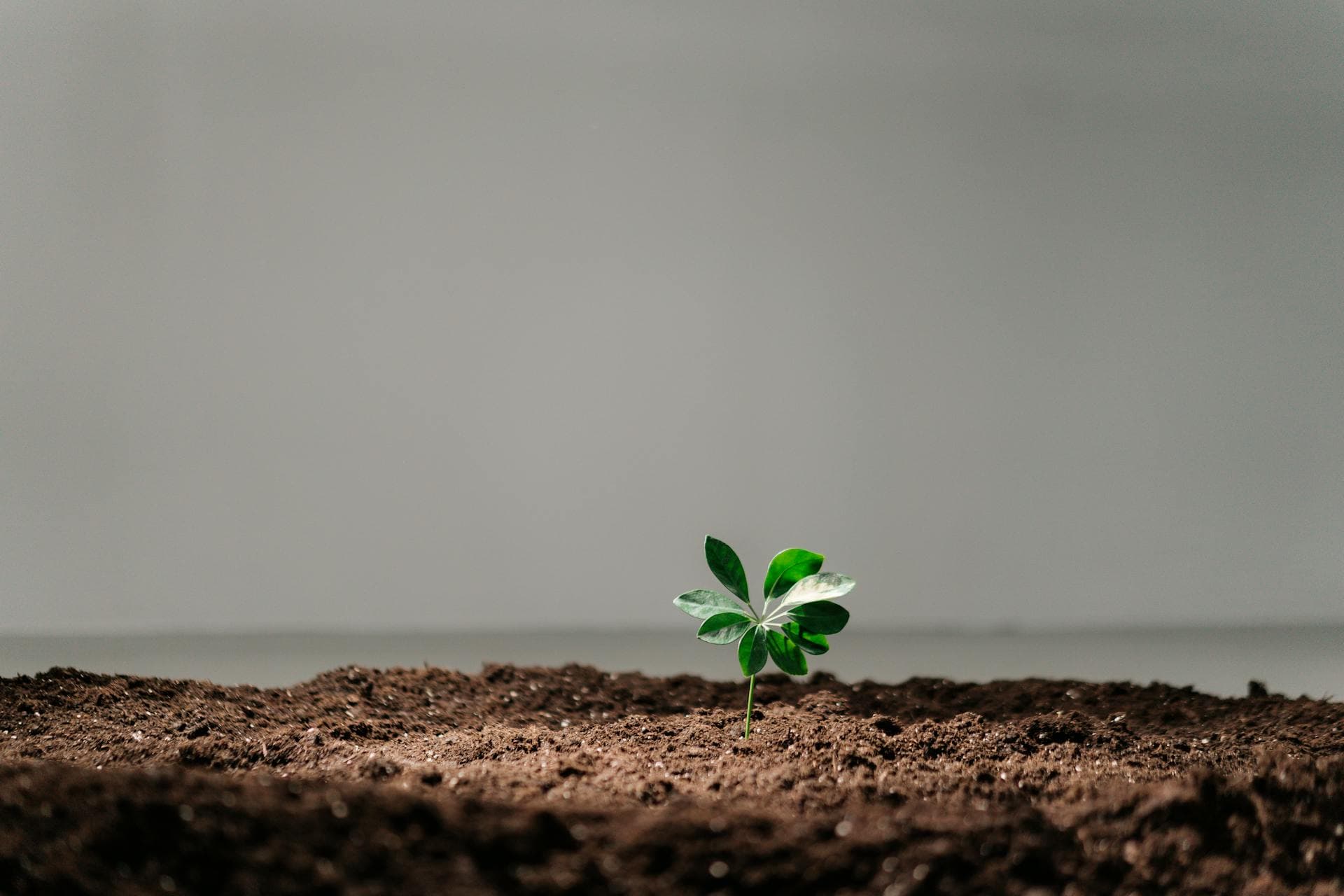 Seed-strapped